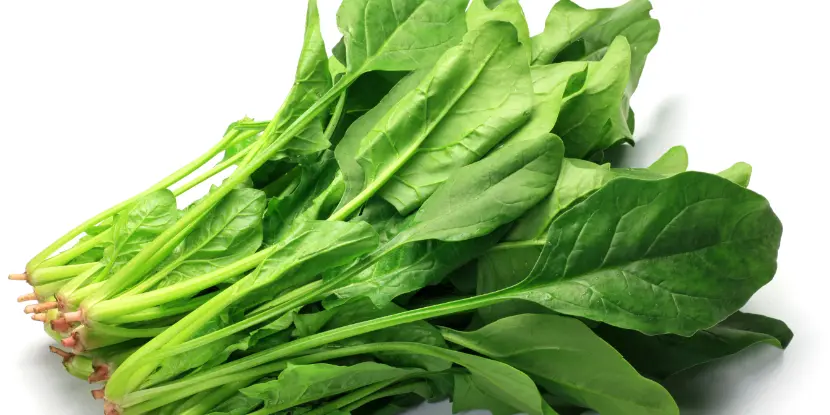 Freshly harvested spinach plants