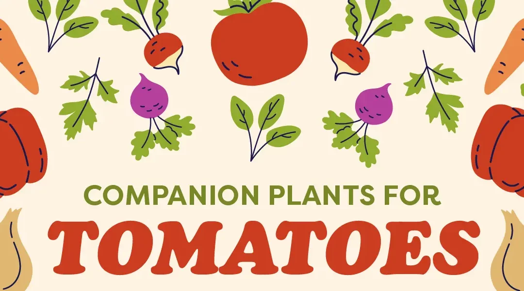 The 12 Best Companion Plants for Tomatoes