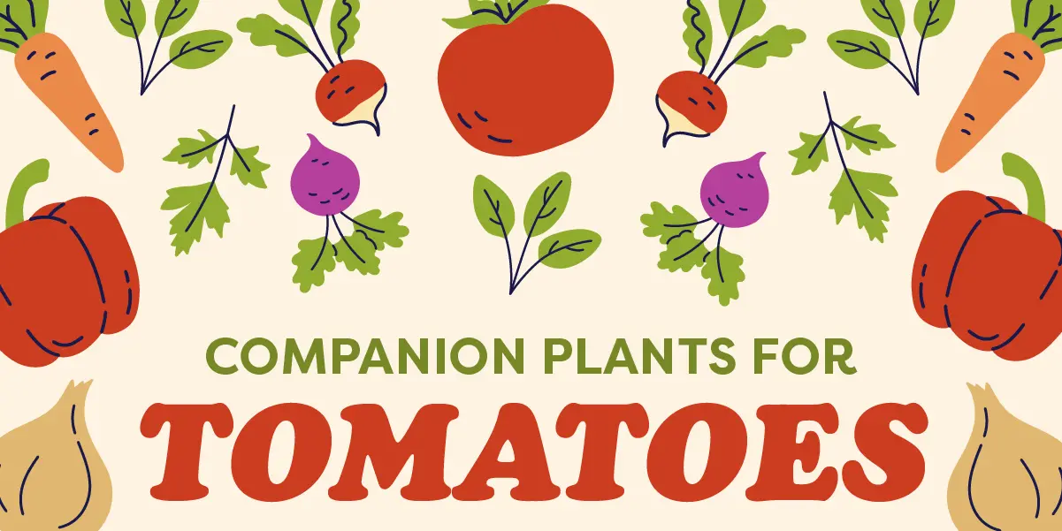 Best companion plants for tomatoes