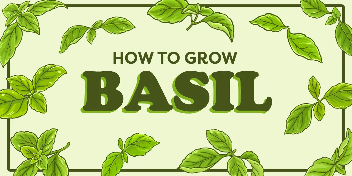 How to Grow Basil