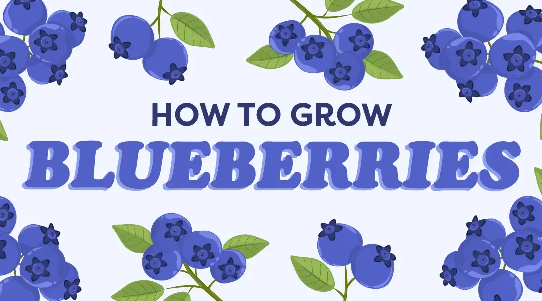 How to Grow Blueberries in Toasty Southern California