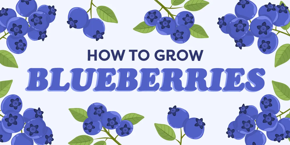 How to Grow Blueberries