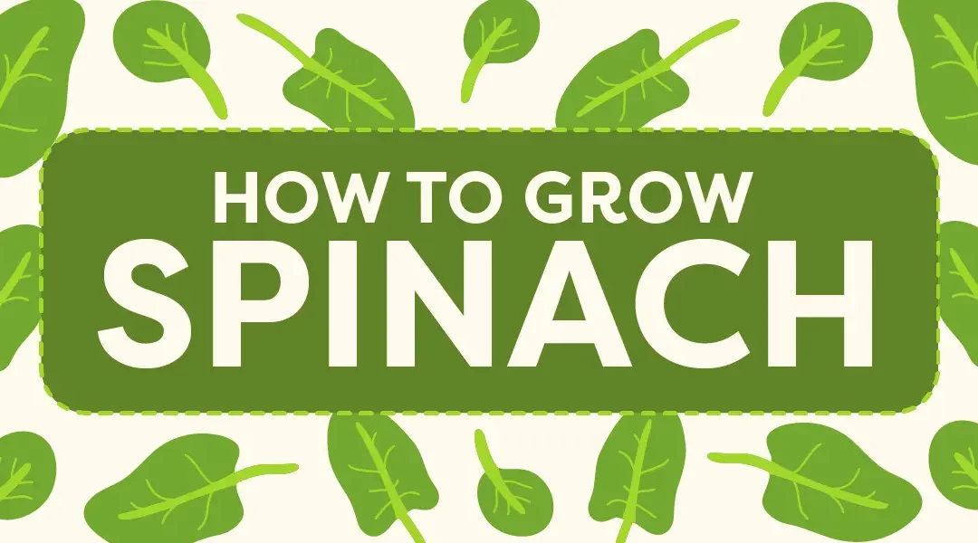 How to Grow Spinach from Seed to Harvest