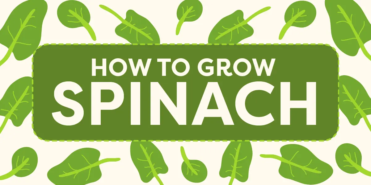 How to Grow Spinach