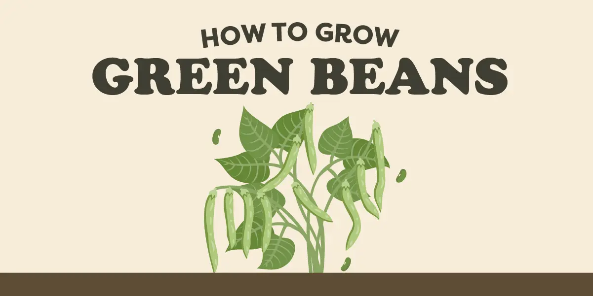 How to Grow Green Beans