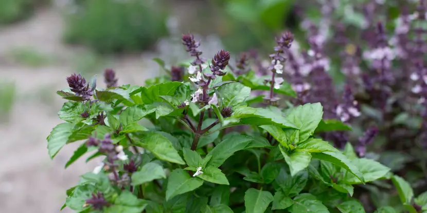 A flowering basil plant