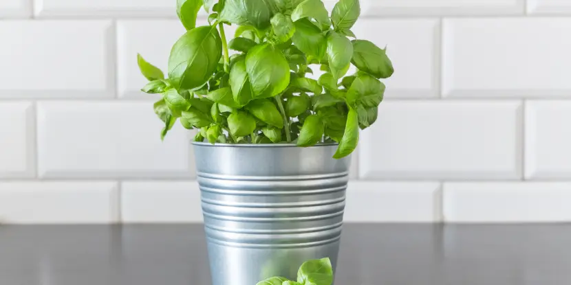 Basil growing in a tin pot