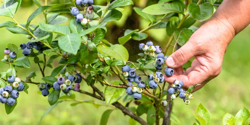 A young blueberry bush beginning to bear fruit