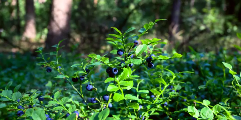 Wild blueberries in the woods