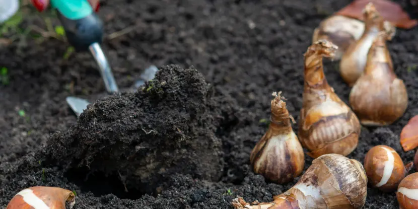 A gardener plants iris bulbs