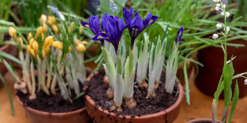 Flower bulbs growing in clay pots