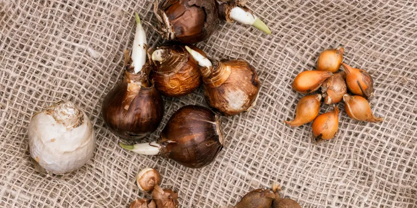 Various flower bulbs ready for planting