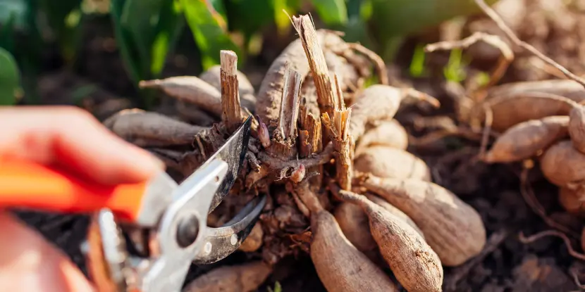 A gardener splits dahlia bulbs