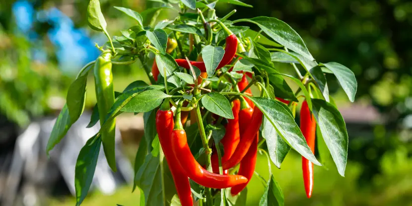 Hot peppers in the garden