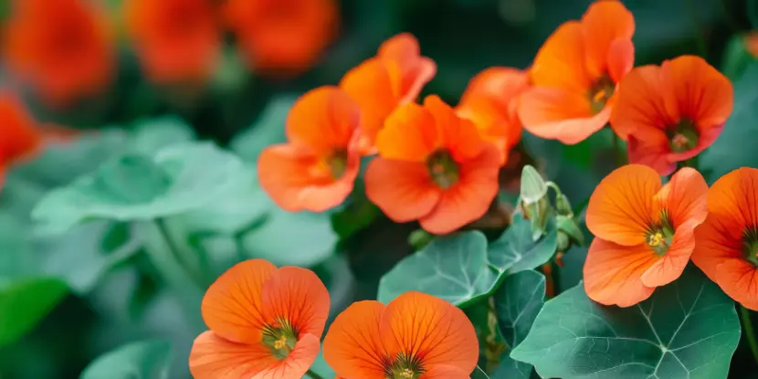 Nasturtium flowers