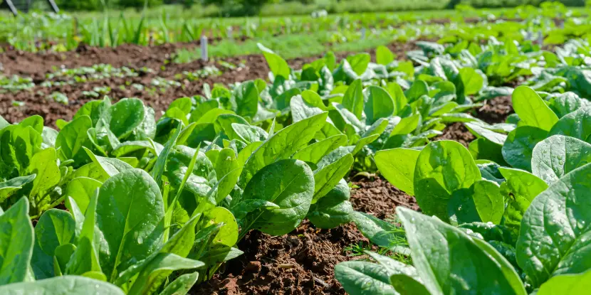 Spinach in the field