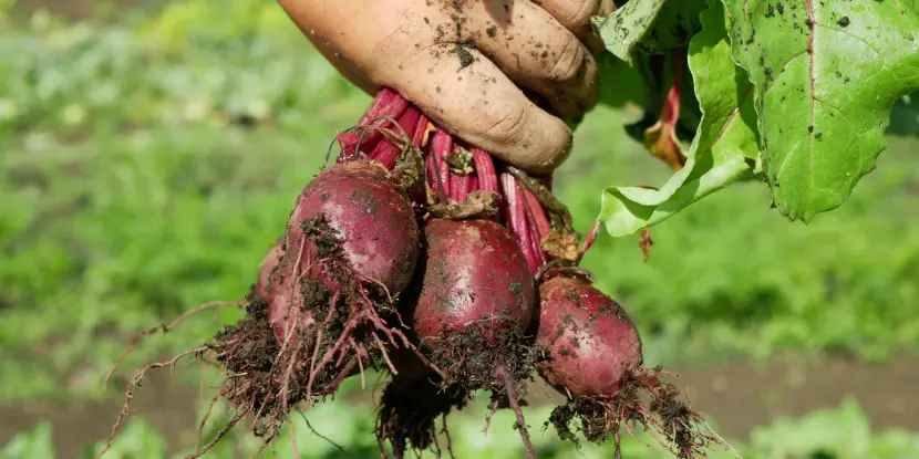 A fresh crop of beets