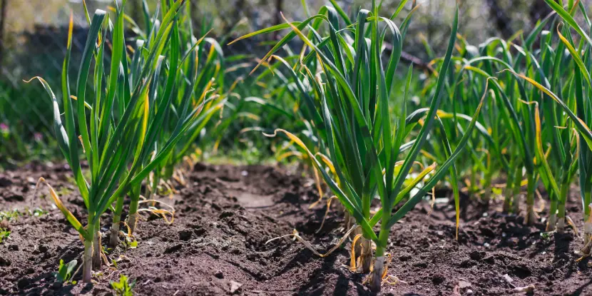 Rows of garlic plants