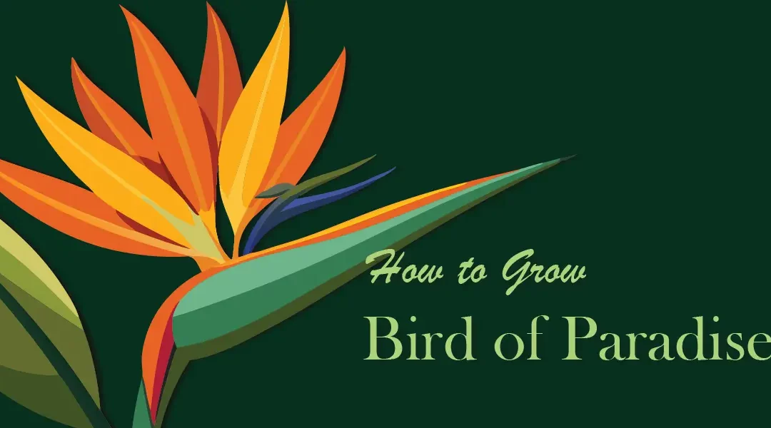 How to Grow Bird of Paradise Plants for Your Tropical Retreat