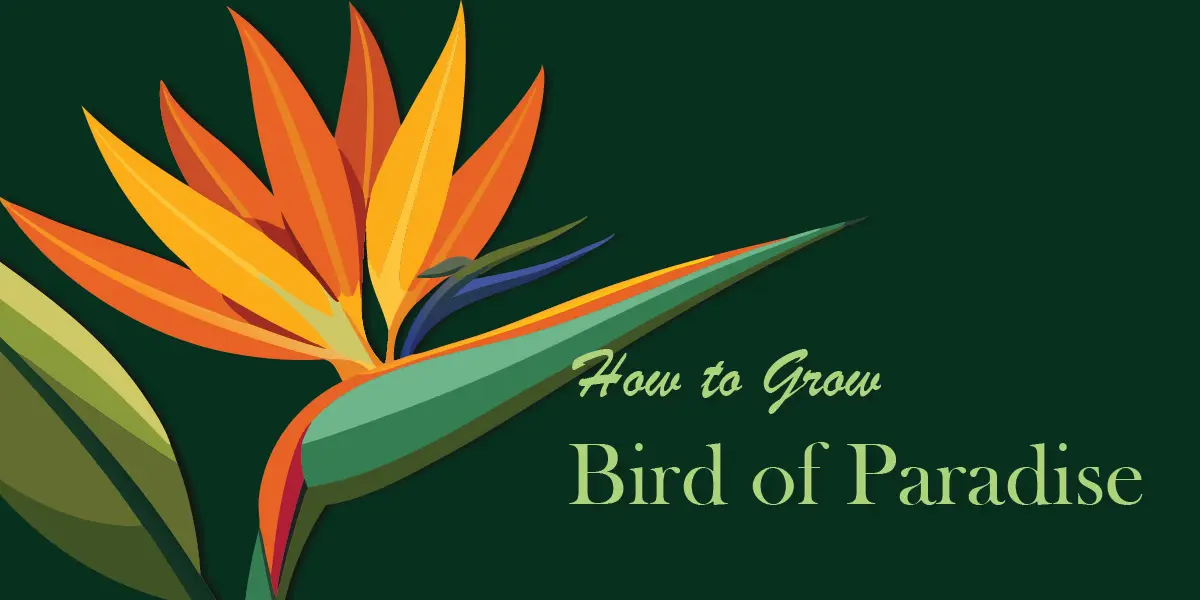 How to Grow Bird of Paradise