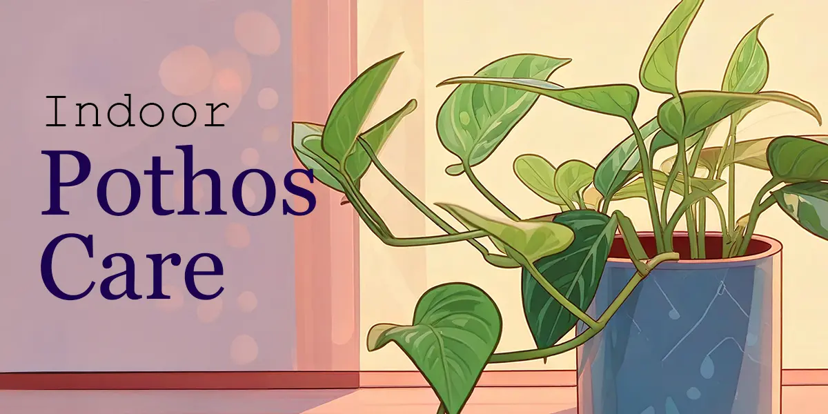 Indoor Pothos Plant Care