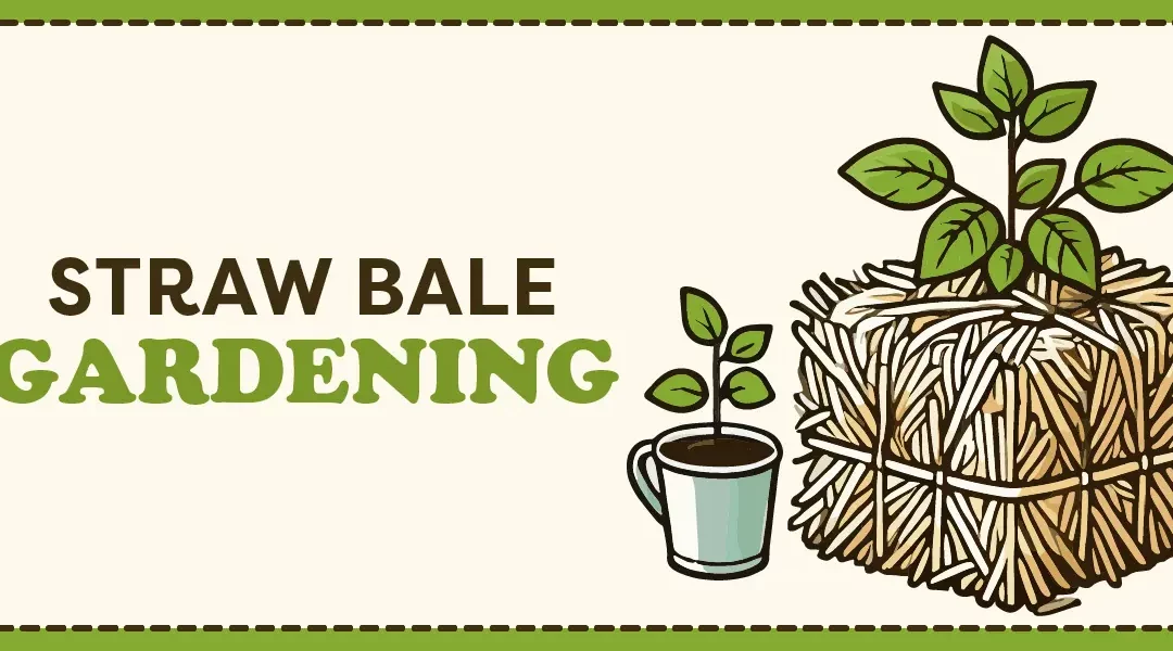 Straw Bale Gardening 101: Not Just for Country Folk