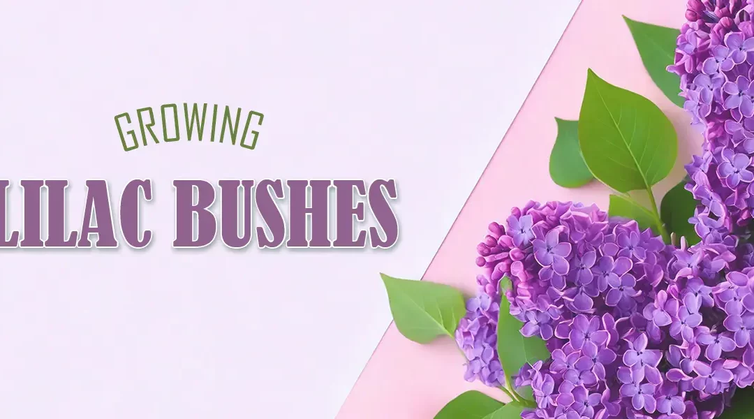 How to Grow Lilac Bushes for Hedges & Landscaping