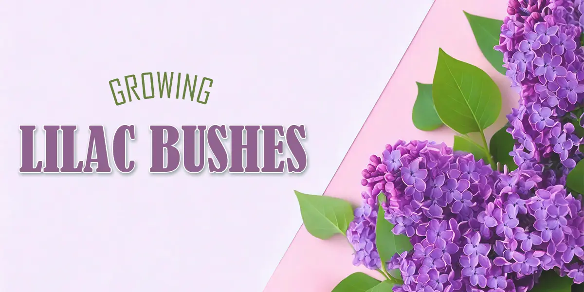 Growing Lilac Bushes