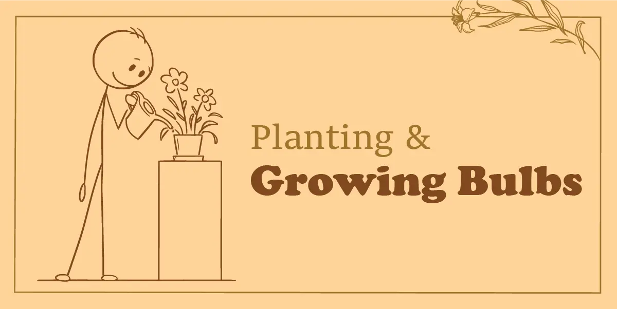 Planting & Growing Bulbs