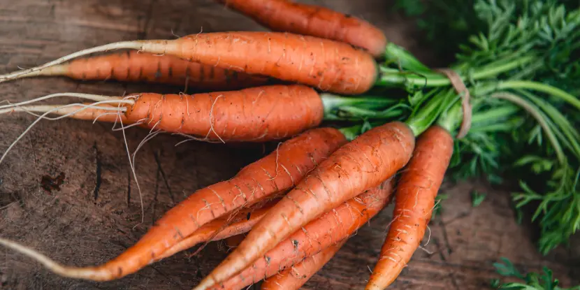 Freshly harvested carrots