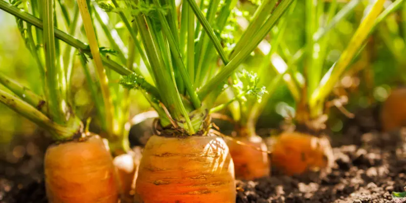 Carrots ready for harvest