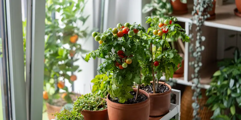 Cherry tomatoes growing near a sunny window