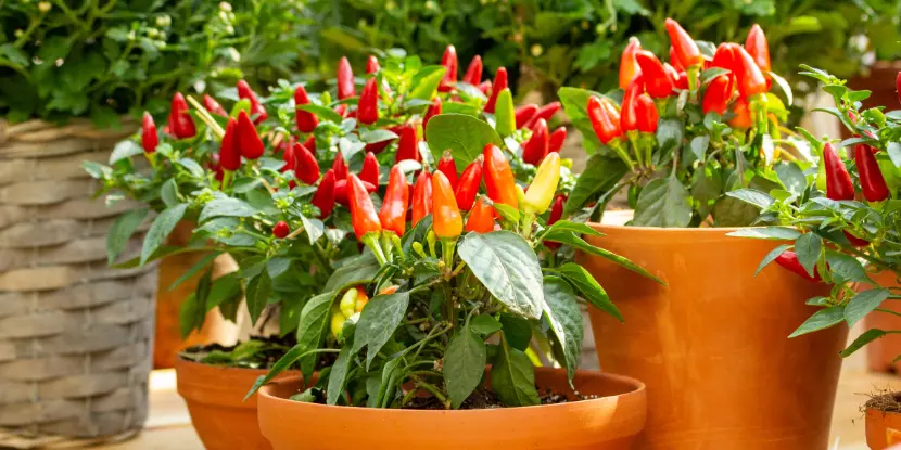 Hot peppers growing in clay pots