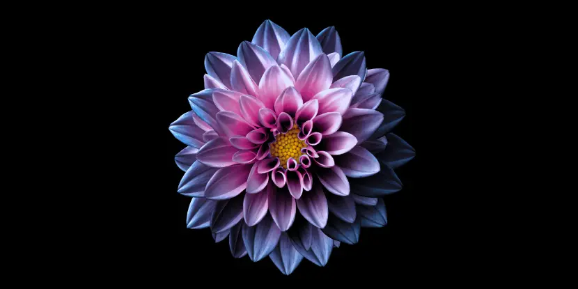 Purple dahlia blossom