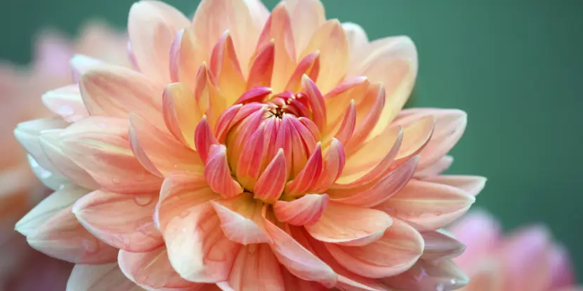 A delicate dahlia blossom fully opened