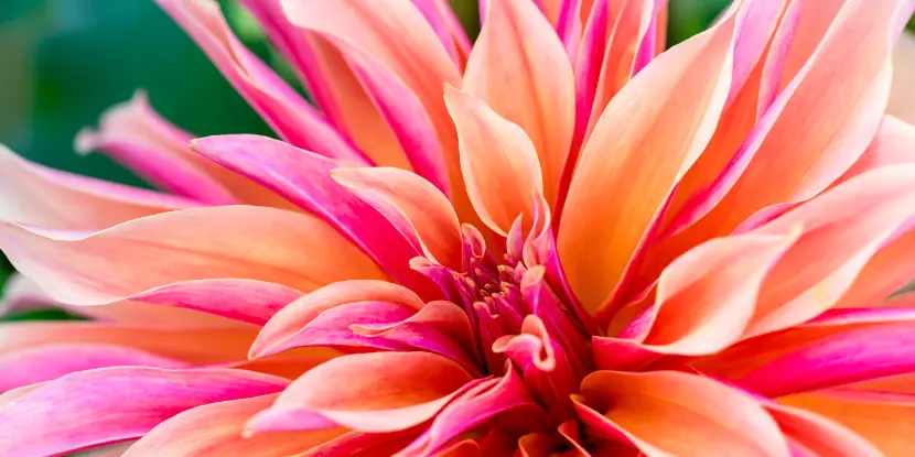 Dinnerplate dahlia