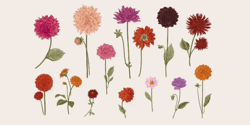 Dahlia varieties