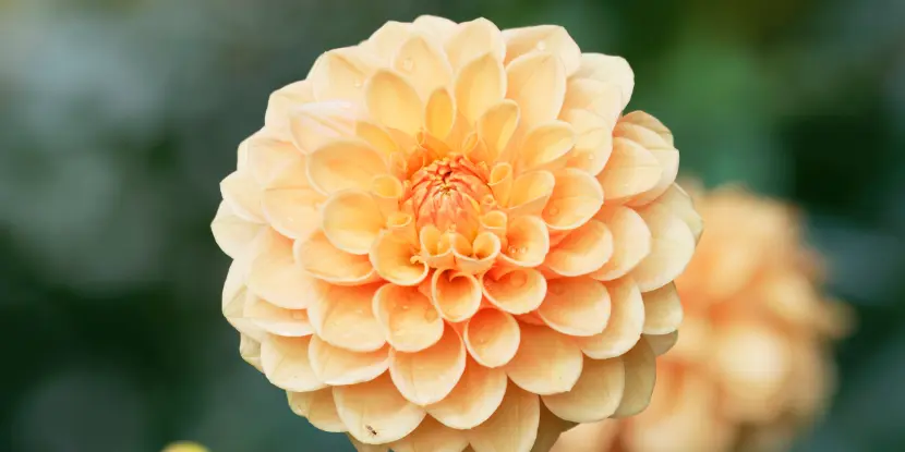 Pompon dahlia