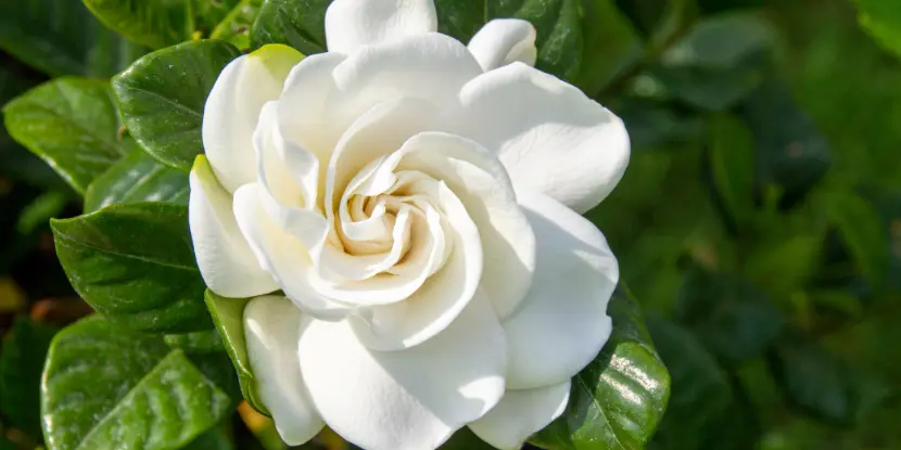 Closeup of a gardenia blossom