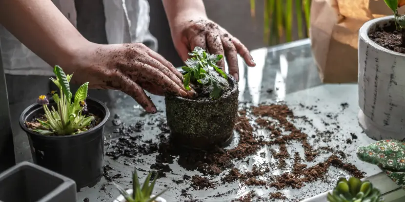 Repotting a plant