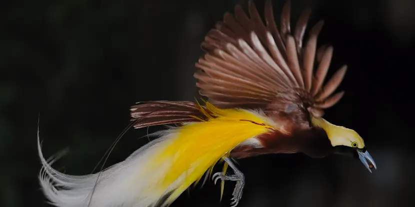 Bird of paradise in flight