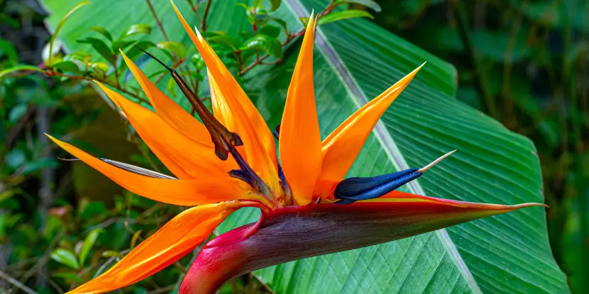 Closeup of a bird of paradise flower