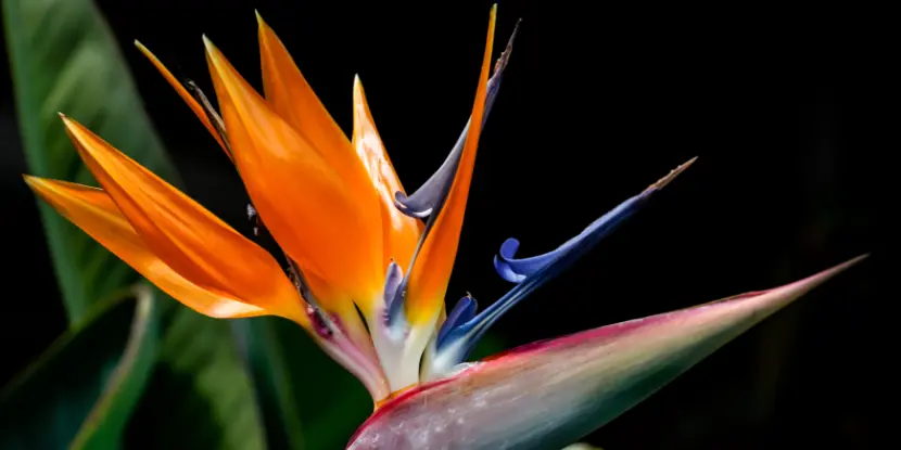 The delicate construction of a bird of paradise flower