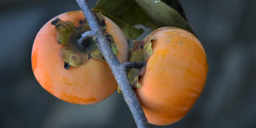 Ripe fuyu persimmons