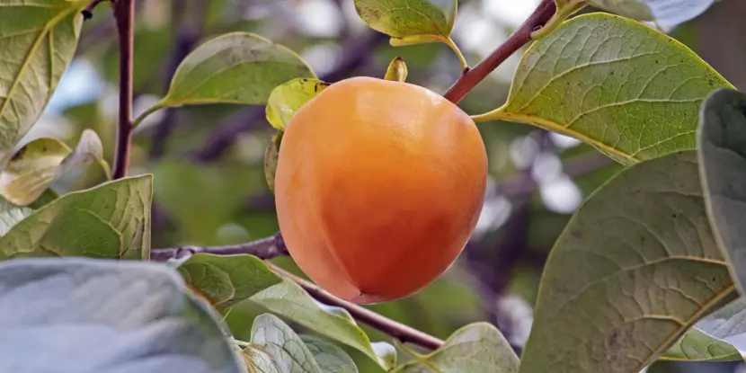 A ripe hachiya persimmon