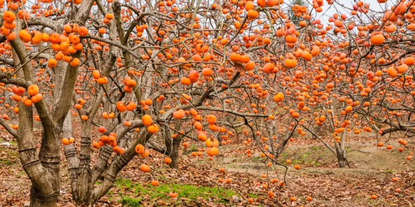 Persimmon trees loaded with fruit