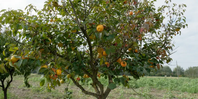 A young persimmon tree bearing fruit