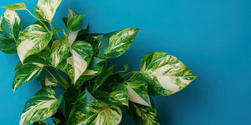 The striking, variegated leaves of a pothos plant