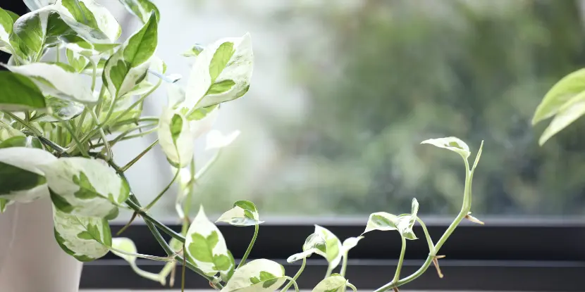 Pothos plant growing on a window sill