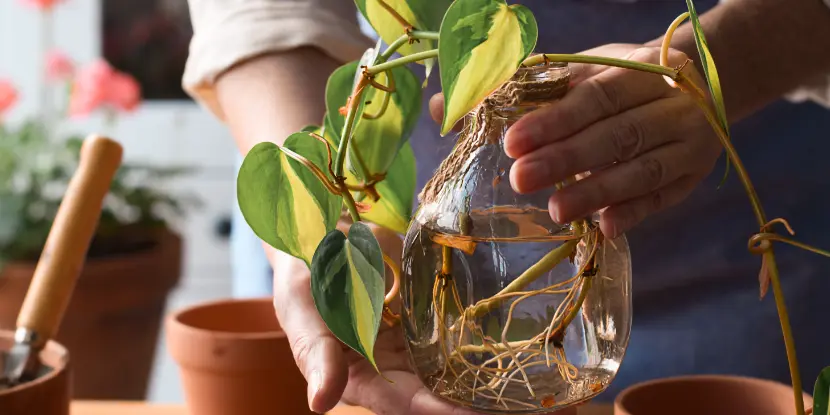 A pothos cutting growing in water